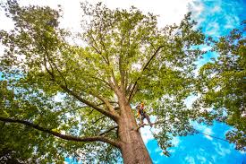 Best Tree Maintenance Programs  in River Hills, WI