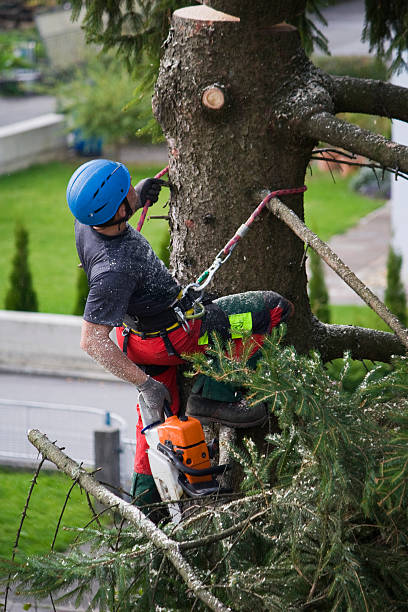 Tree and Shrub Care in River Hills, WI