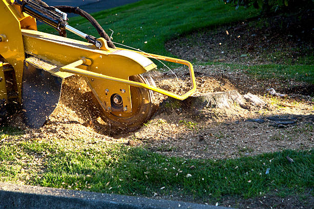 Lawn Renovation and Restoration in River Hills, WI